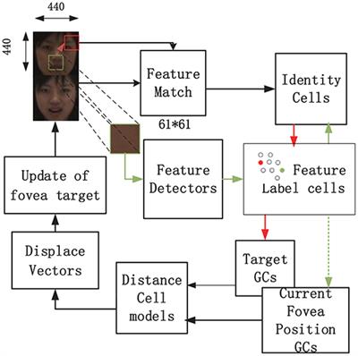 Improved Visual Recognition Memory Model Based on Grid Cells for Face Recognition